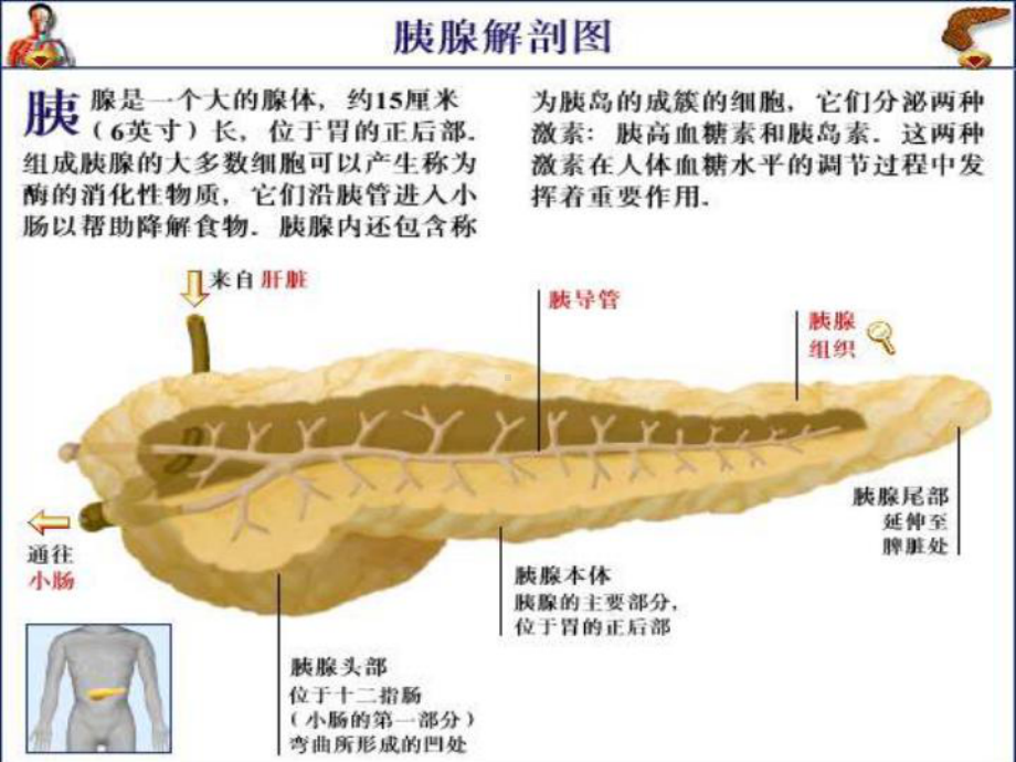 胰腺的生理-课件.ppt_第2页