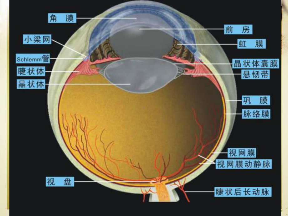 葡萄膜病课件.ppt_第3页