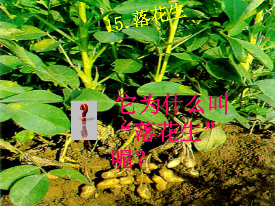 落花生精华版课件.pptx_第2页