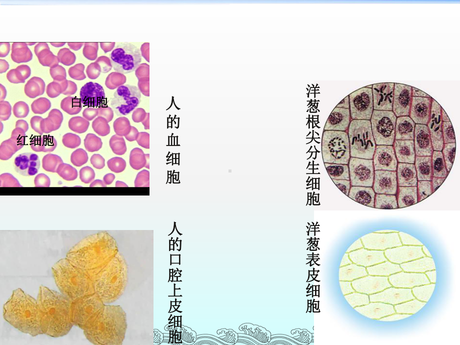 显微镜的使用(低倍镜、高倍镜)教学文案课件.ppt_第1页