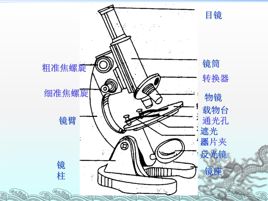 显微镜的使用(低倍镜、高倍镜)教学文案课件.ppt_第3页