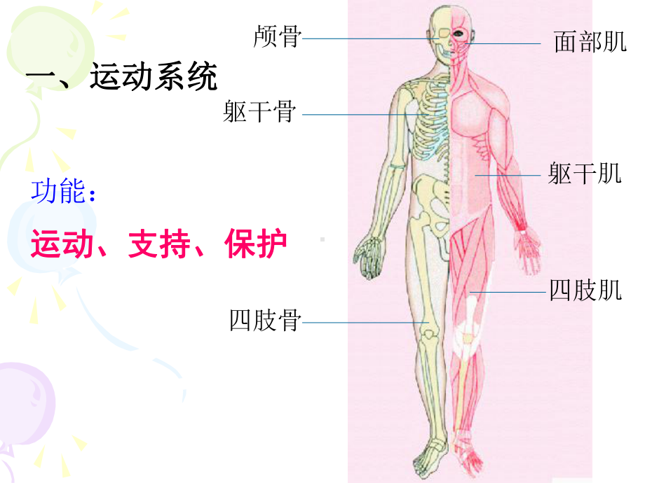 第三节人体概述课件.ppt_第3页