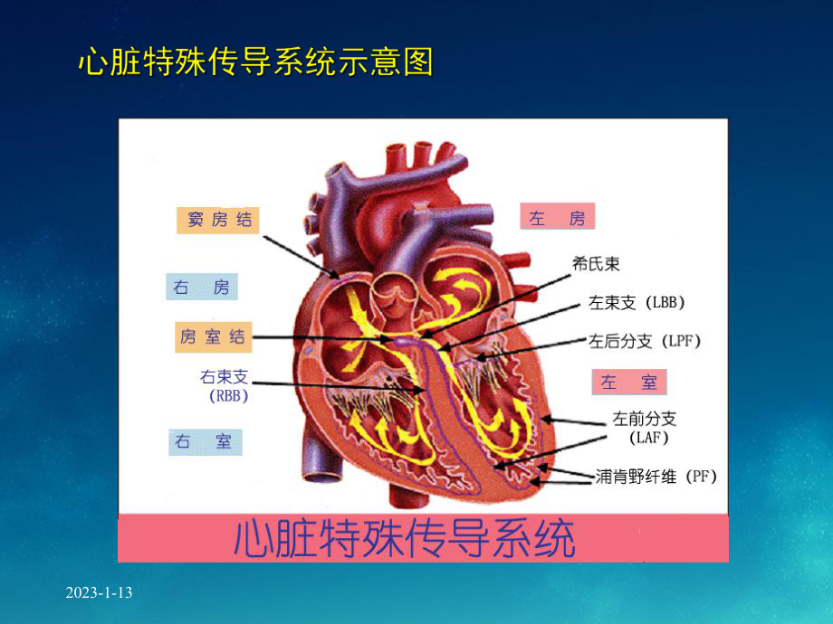 老年医学课件-老年人心律失常.ppt_第2页