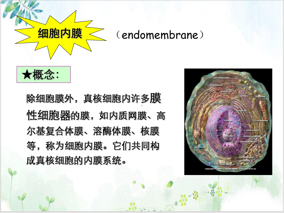 细胞膜及物质的跨膜运输示范课件.ppt_第3页