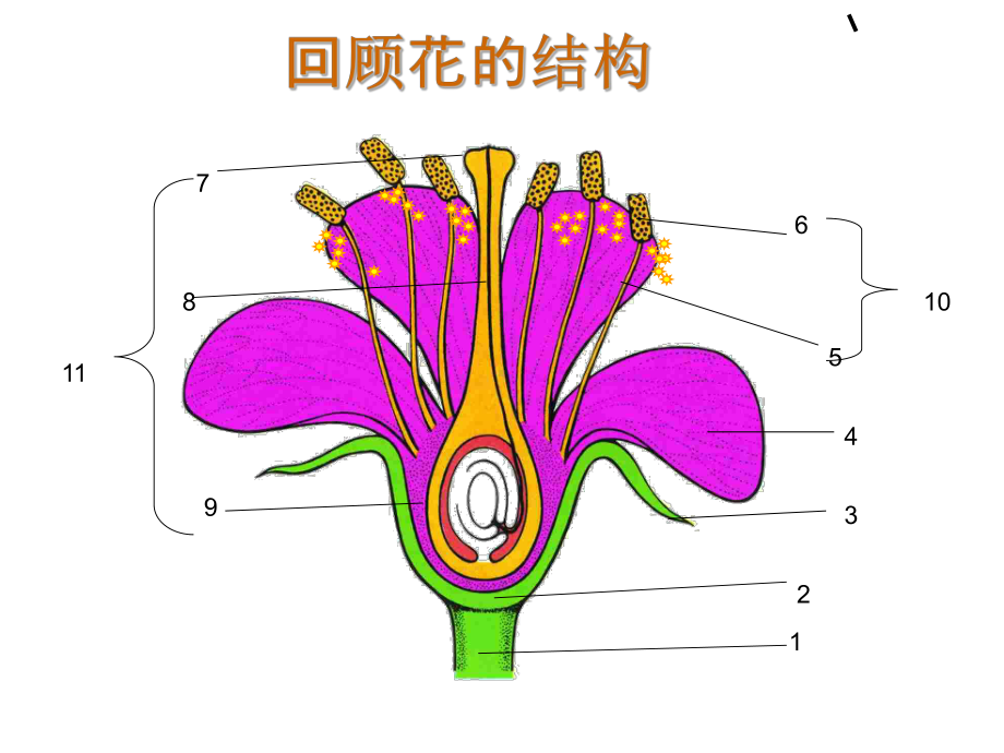 传粉和受精济南版课件.ppt_第3页