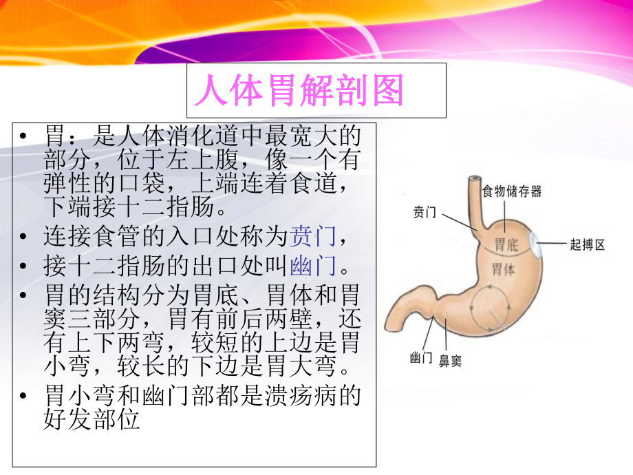 鼻胃肠管培训知识课件.ppt_第3页