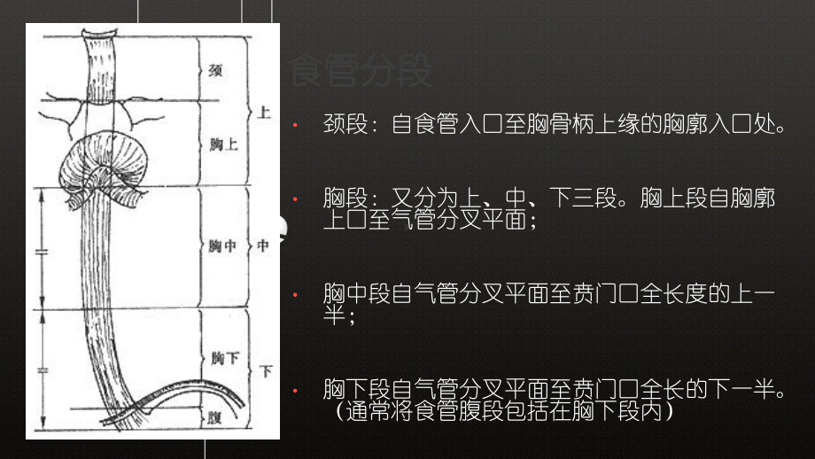 食道Ca病人的护理查房课件.ppt_第3页