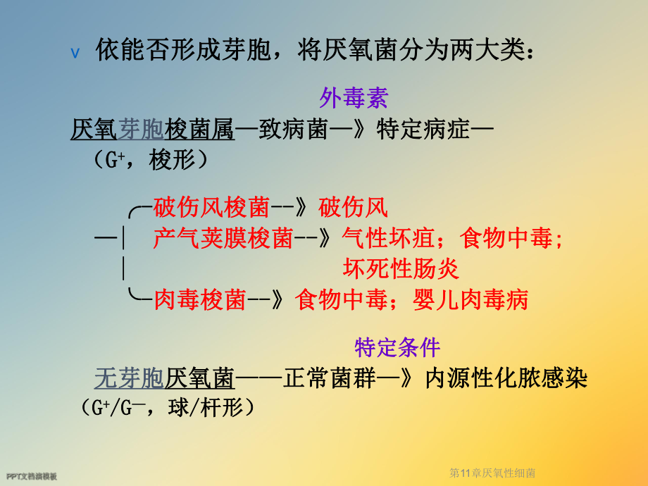 第11章厌氧性细菌课件.ppt_第2页