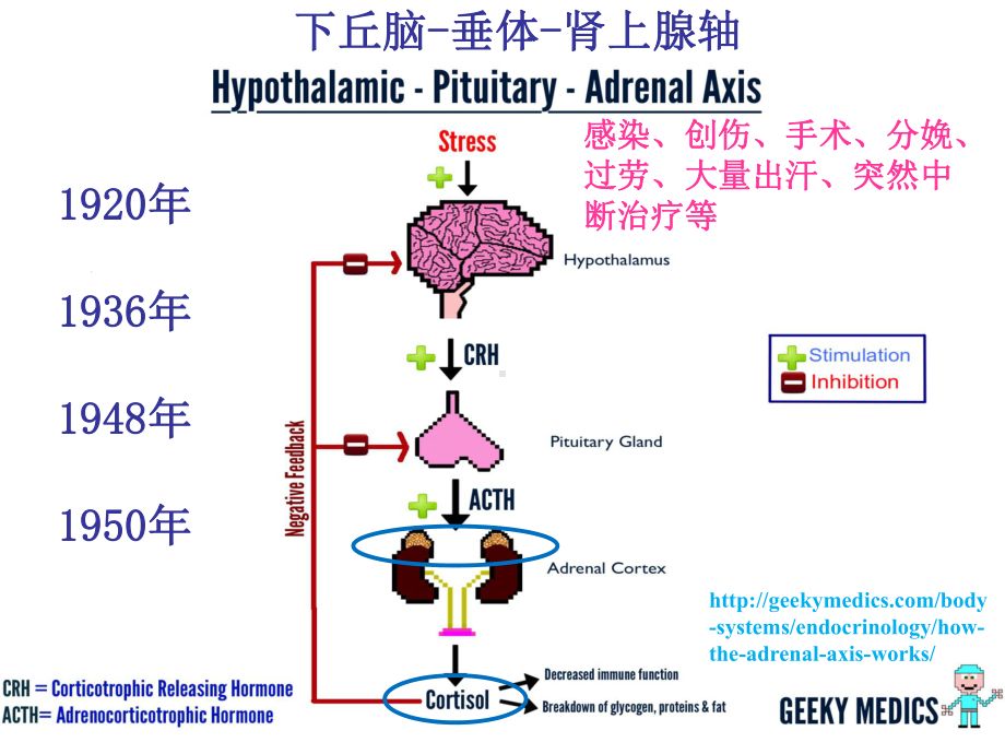 肾上腺皮质激素类药物(同名46)课件.ppt_第2页