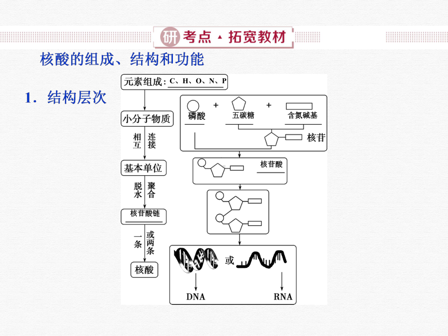 遗传信息的携带者核酸细胞中的糖类和脂质课件.ppt_第3页