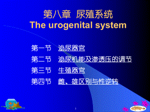 第八章尿殖系统Theurogenitalsystem课件.ppt（纯ppt,可能不含音视频素材）