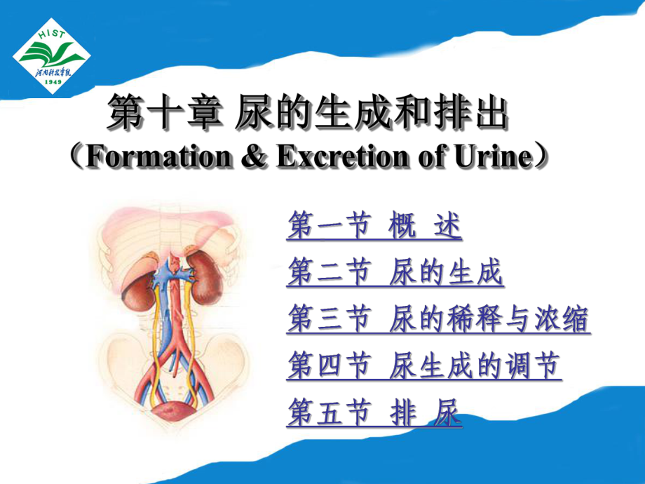 第十章-新尿的生成和排出-动物生理学课件.ppt_第2页