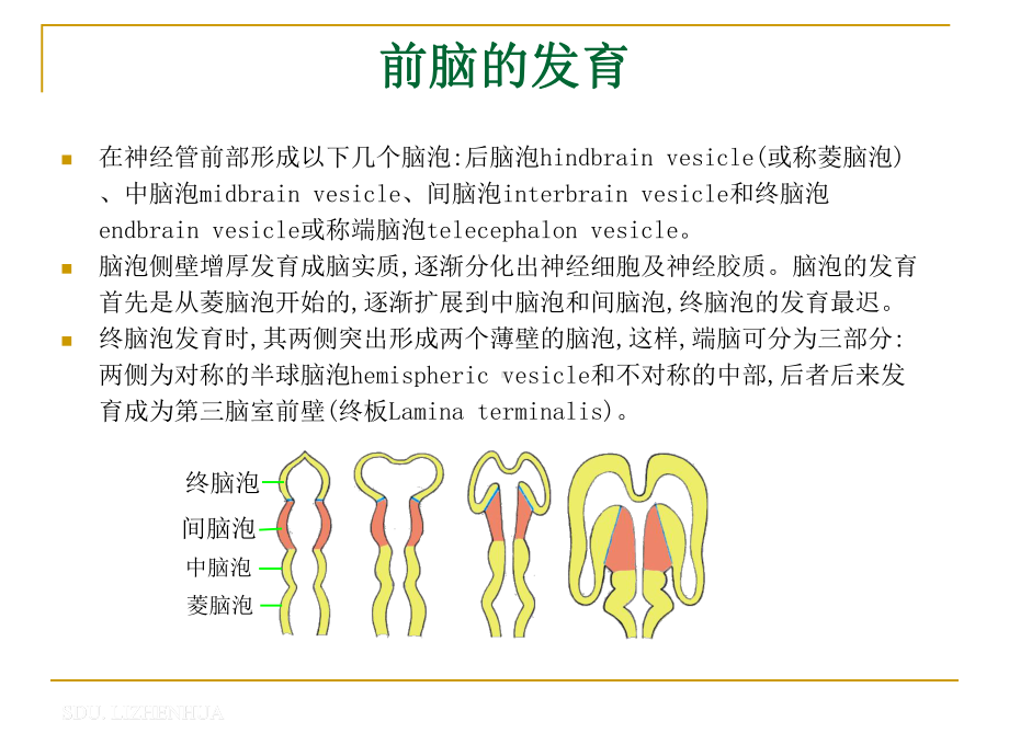 间脑-中枢神经解剖学课件.ppt_第2页