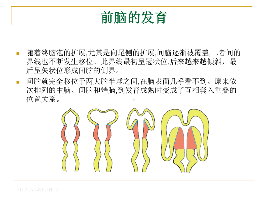 间脑-中枢神经解剖学课件.ppt_第3页