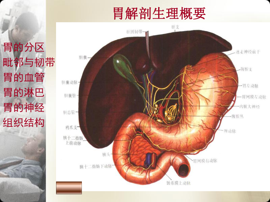 胃十二指肠溃疡(同名689)课件.ppt_第2页