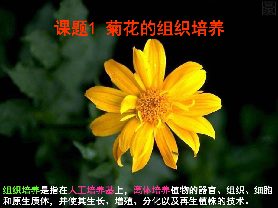 菊花的组织培养课件.ppt_第1页