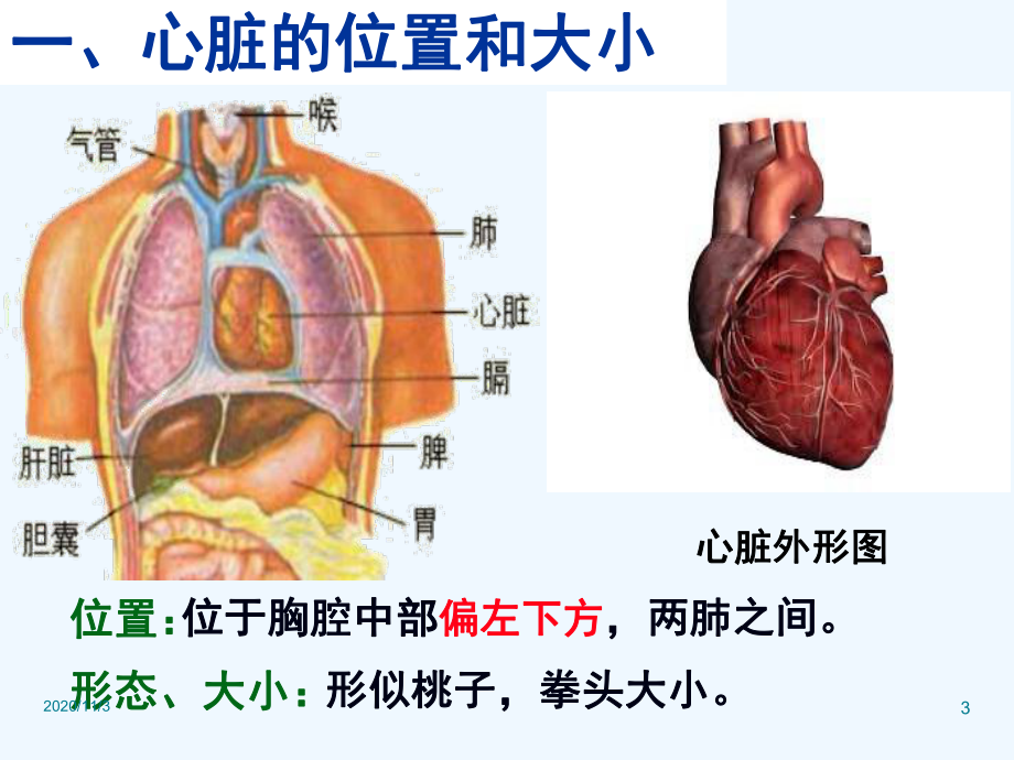 输送血液的泵心脏课件.ppt_第3页