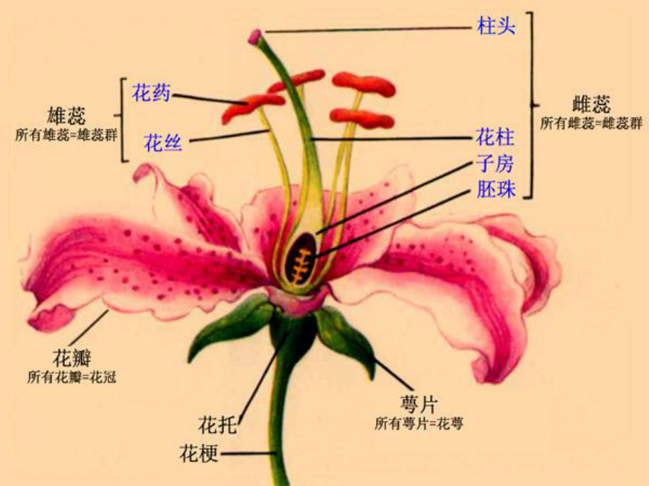 花的组成部分与形态-课件.ppt_第2页