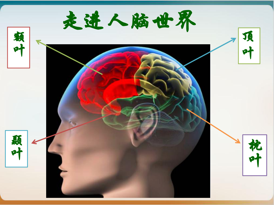 脑科学的发展对教育的启示培训讲义经典课件.ppt_第3页