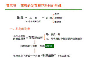 第三节-花药的发育和花粉粒的形成课件.ppt