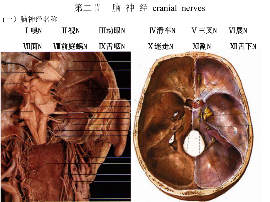 第二节脑神经cranialnerves课件.ppt_第1页