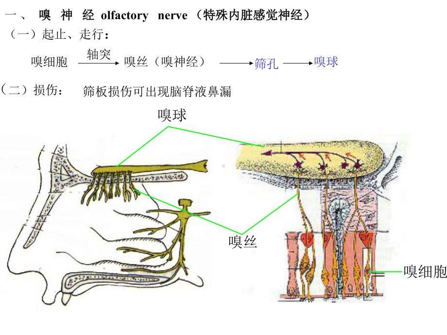 第二节脑神经cranialnerves课件.ppt_第3页