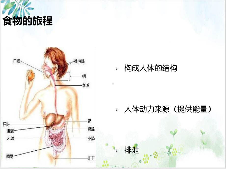 营养素的作用机理及与疾病的关系课件.ppt_第3页