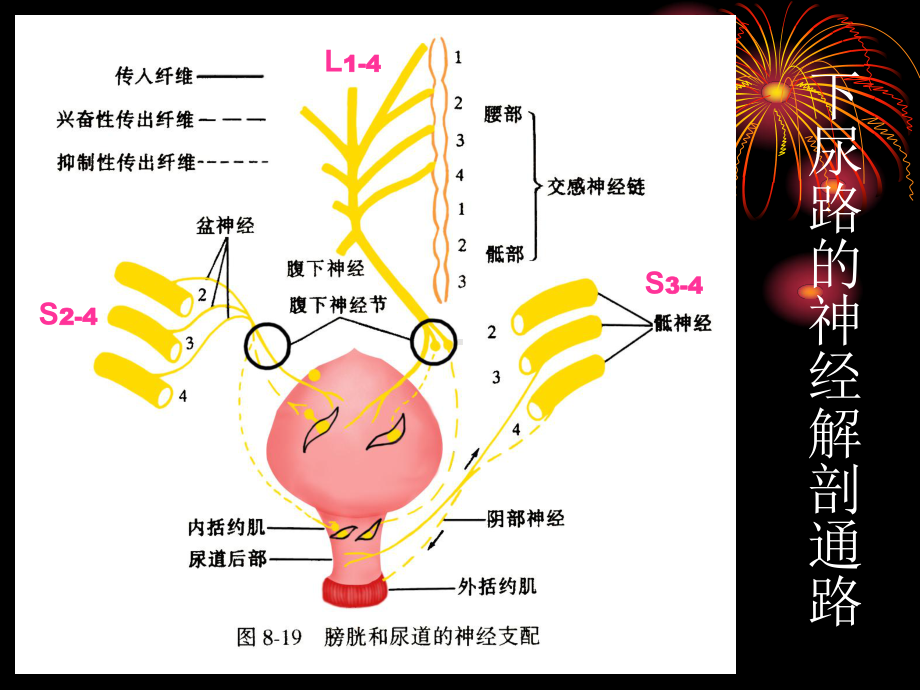 脊髓损伤膀胱功能管理课件.ppt_第3页