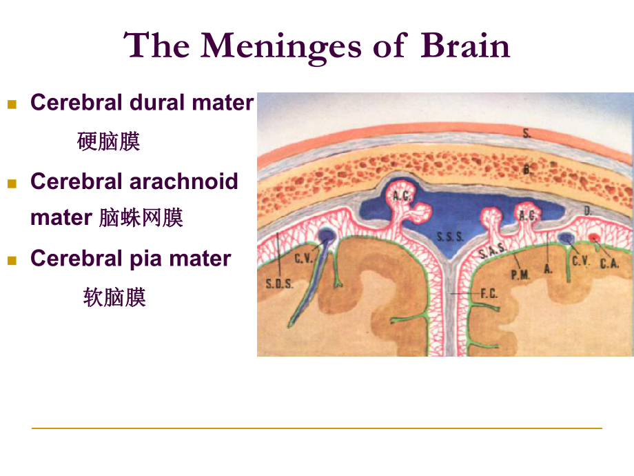 脑的被膜和脑脊液课件.ppt_第3页