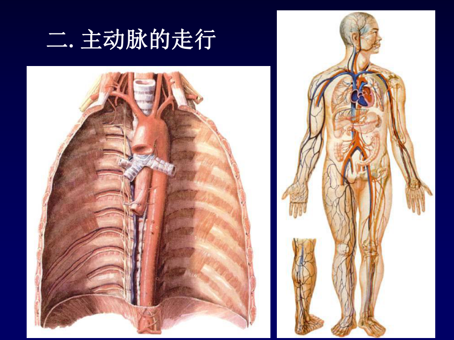 颈动脉窦课件.ppt_第3页