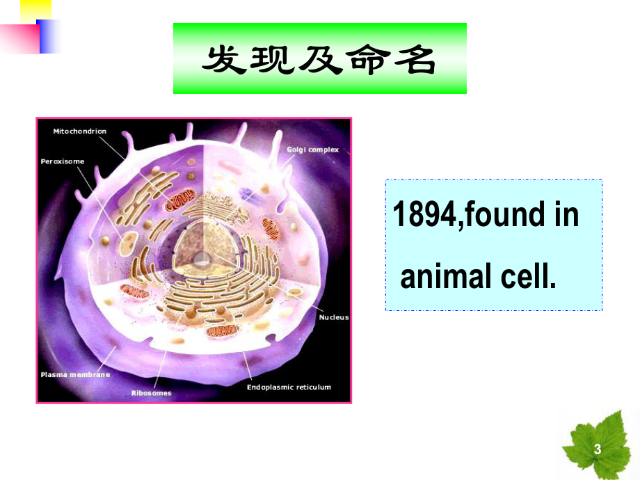 线粒体遗传病课件.ppt_第3页