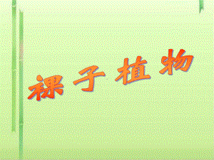 裸子植物课件-冀教版.ppt