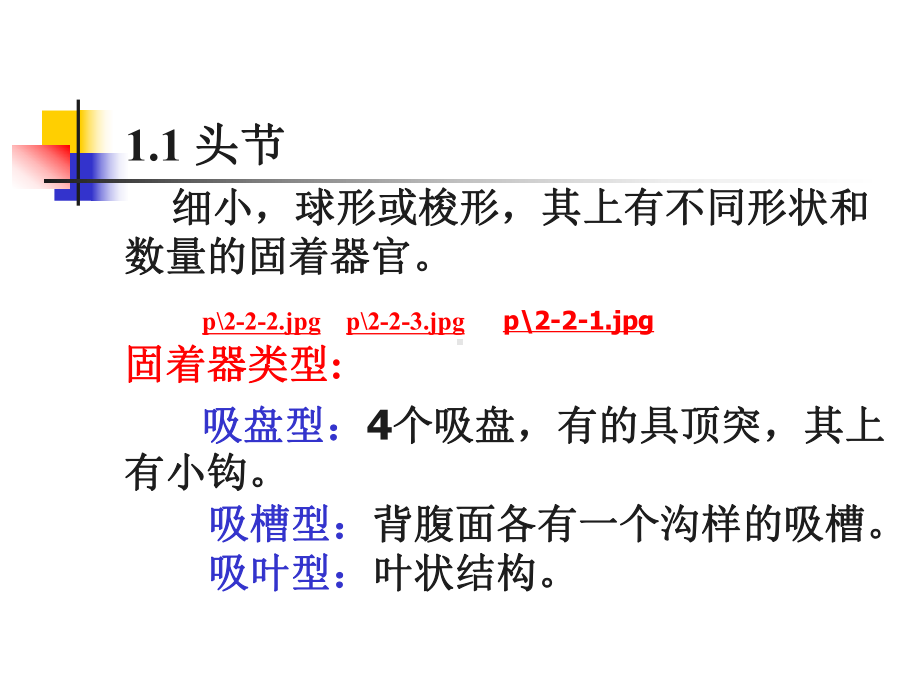 第三章动物蠕虫病学绦虫课件.ppt_第2页