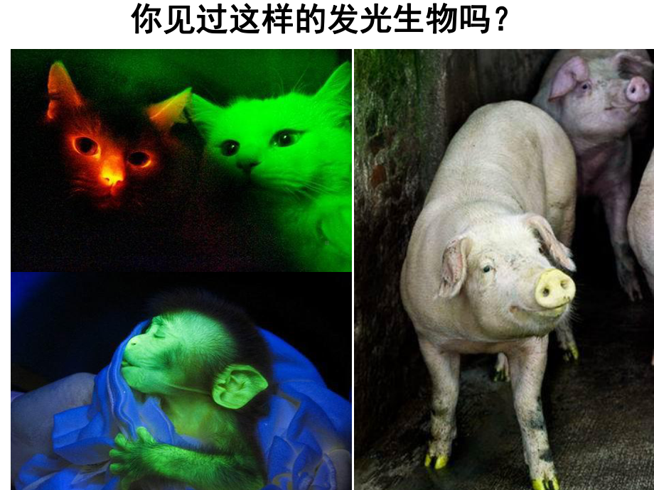 第25章-生物技术课件.ppt_第2页