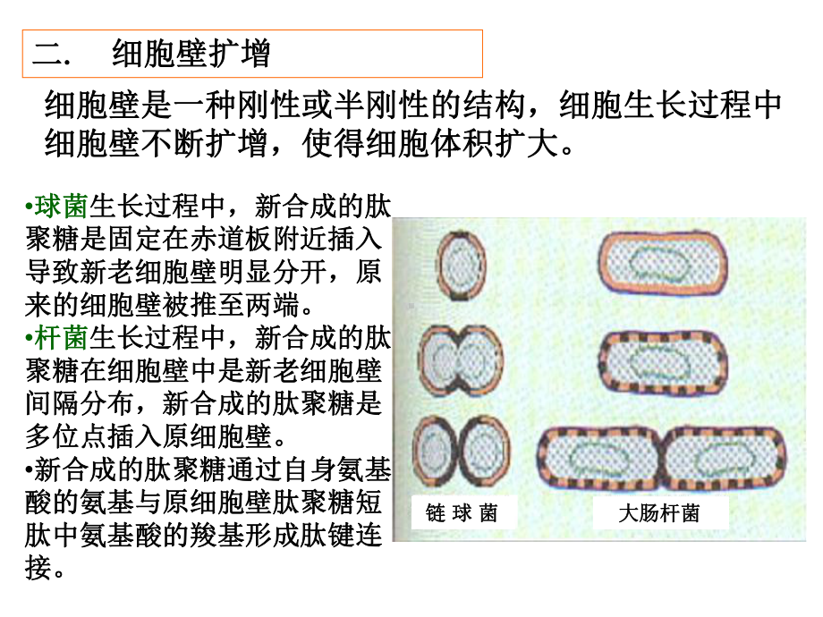 第6章微生物的生长繁殖及控制课件.ppt_第3页