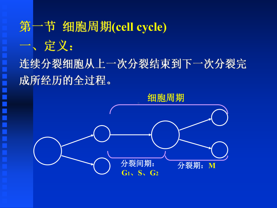 细胞周期调控课件.ppt_第2页