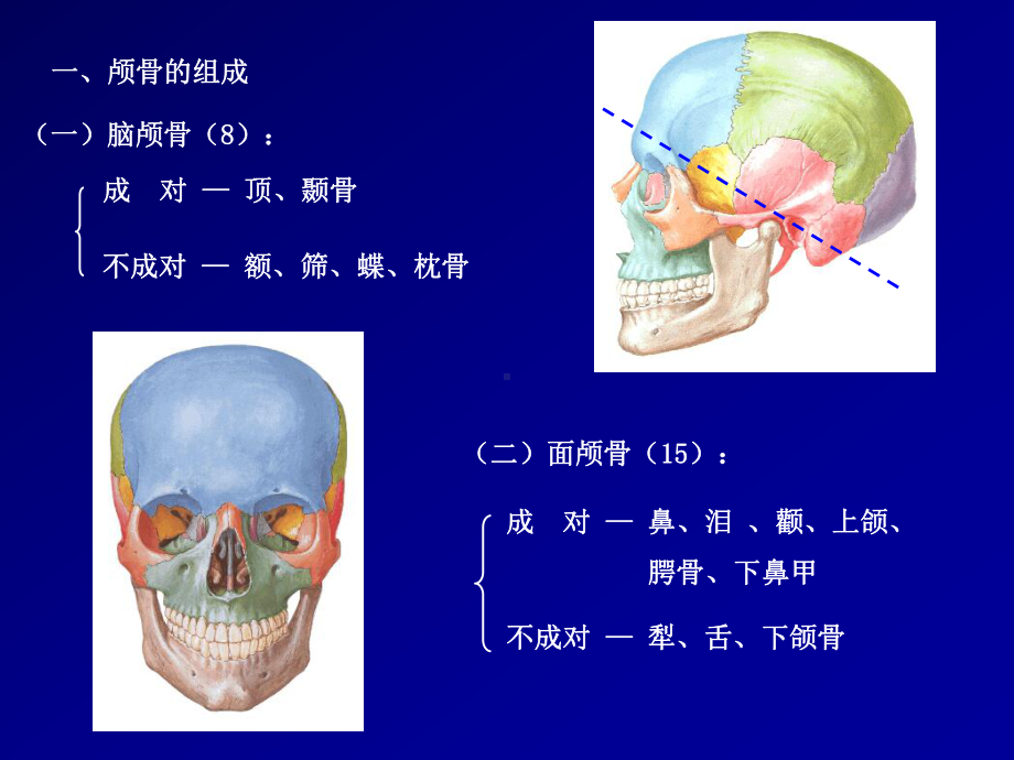 颅骨及其连接1课件.ppt_第2页