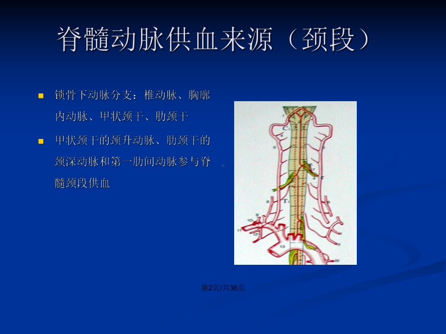 脊髓血管解剖教案课件.pptx_第3页