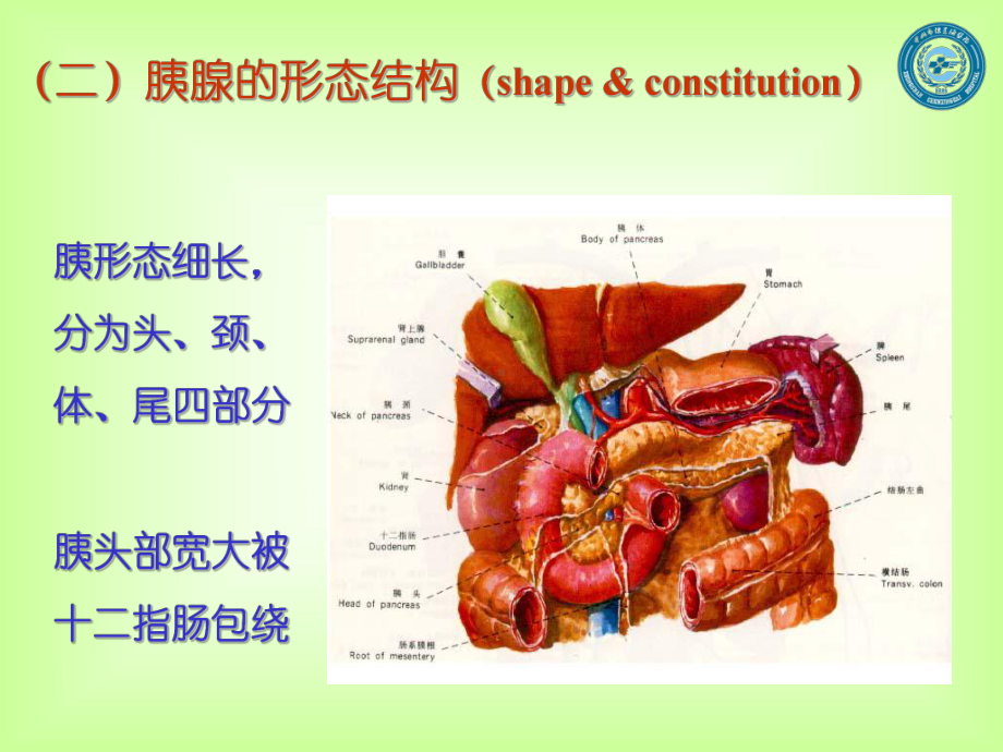 胰腺炎病人的护理课件-002.ppt_第3页