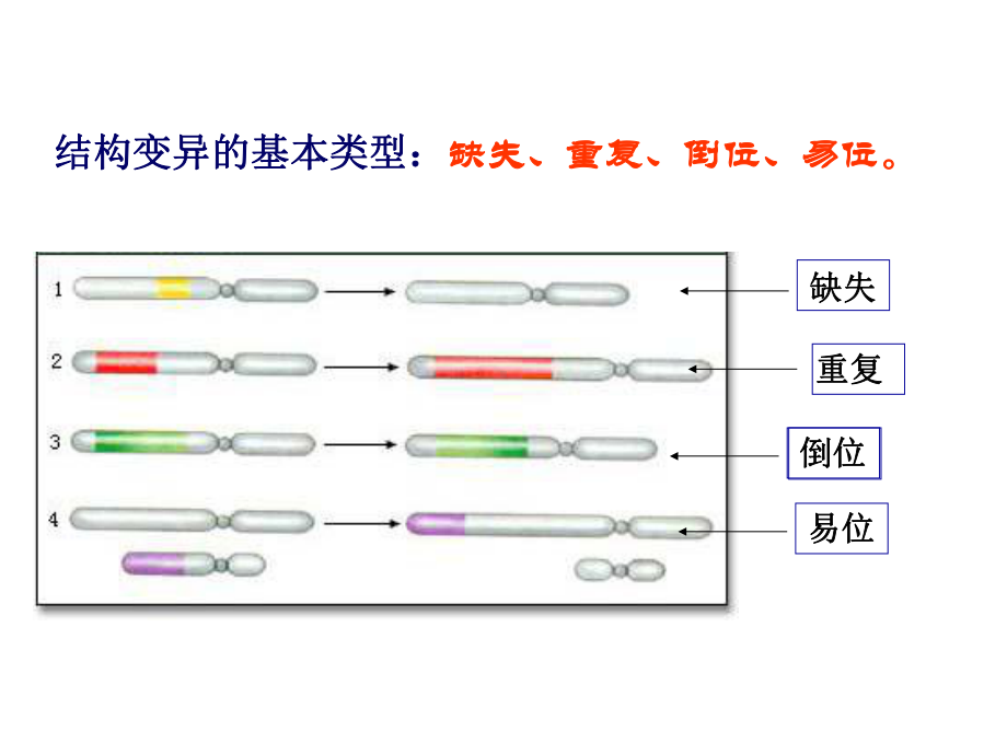 第六章染色体结构变异课件.ppt_第3页