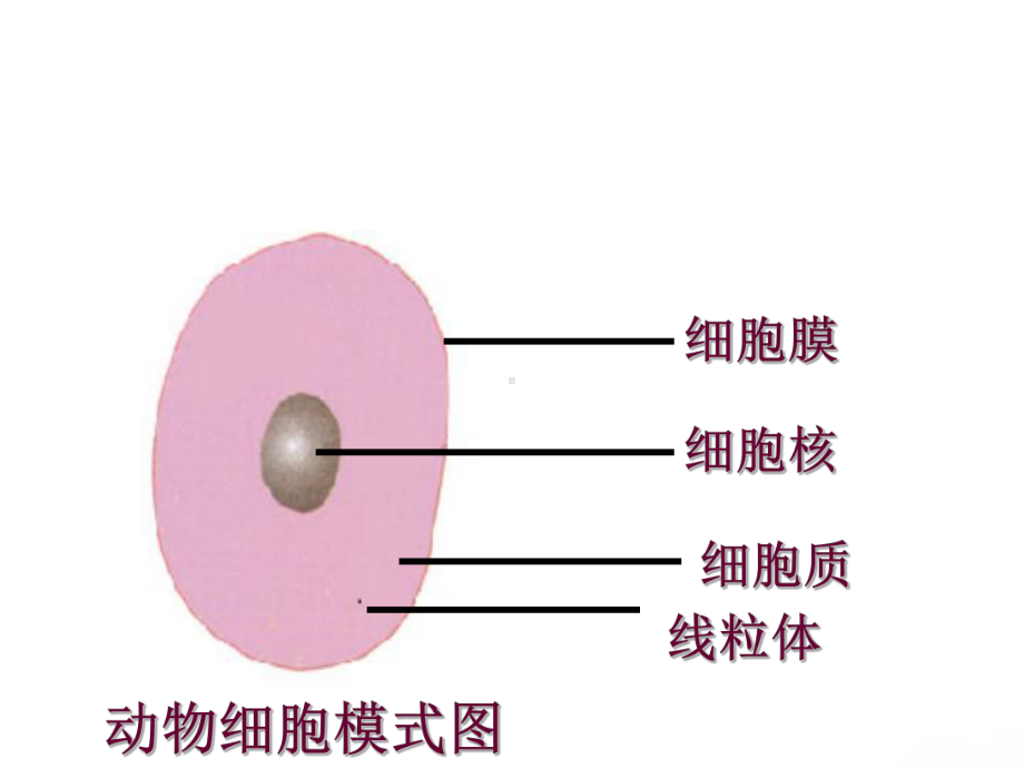 细胞结构及其生活-公开课课件.ppt_第3页