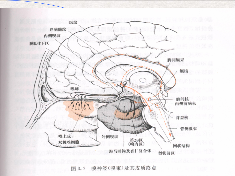 颅神经病变课件完整版.pptx_第3页