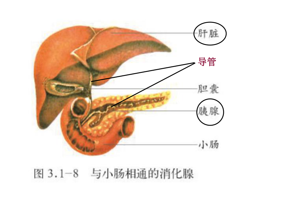 第五章生物人体生命活动的调节复习用课件.ppt_第2页