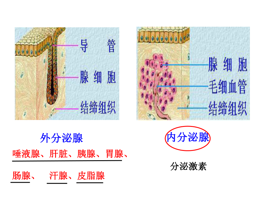 第五章生物人体生命活动的调节复习用课件.ppt_第3页