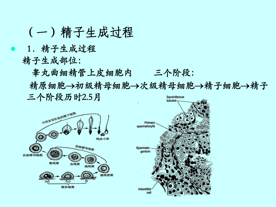 第十二章-生殖课件.ppt_第3页