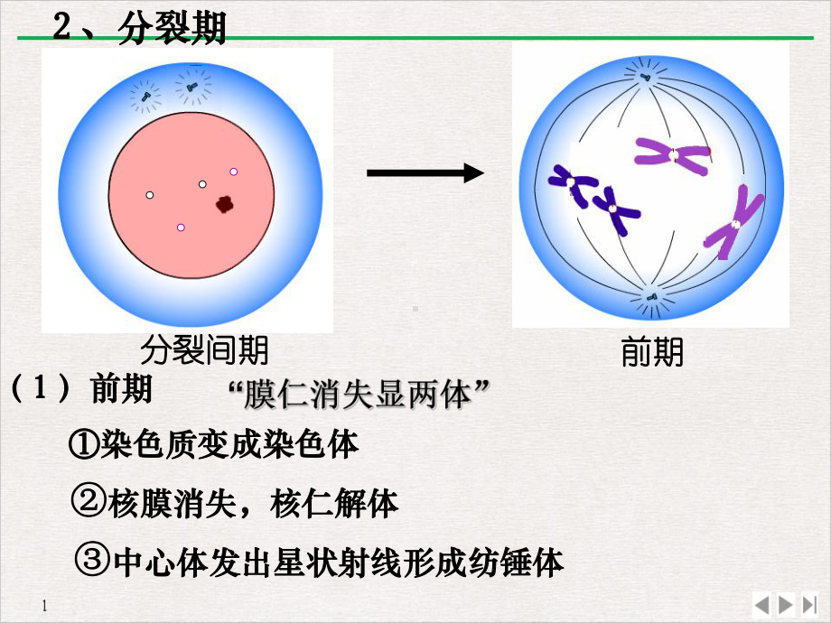 高减数分裂和受精作用教学课件-讲义.ppt_第3页