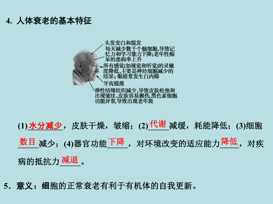 细胞的衰老与凋亡-优秀课件.ppt_第3页