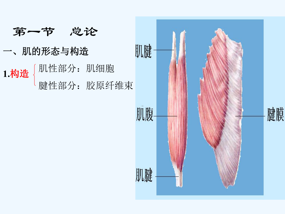 运动解剖学(肌学)课件.ppt_第2页