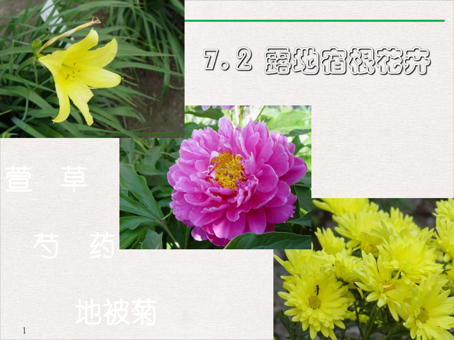 第二节露地宿根花卉完美课课件.ppt_第1页