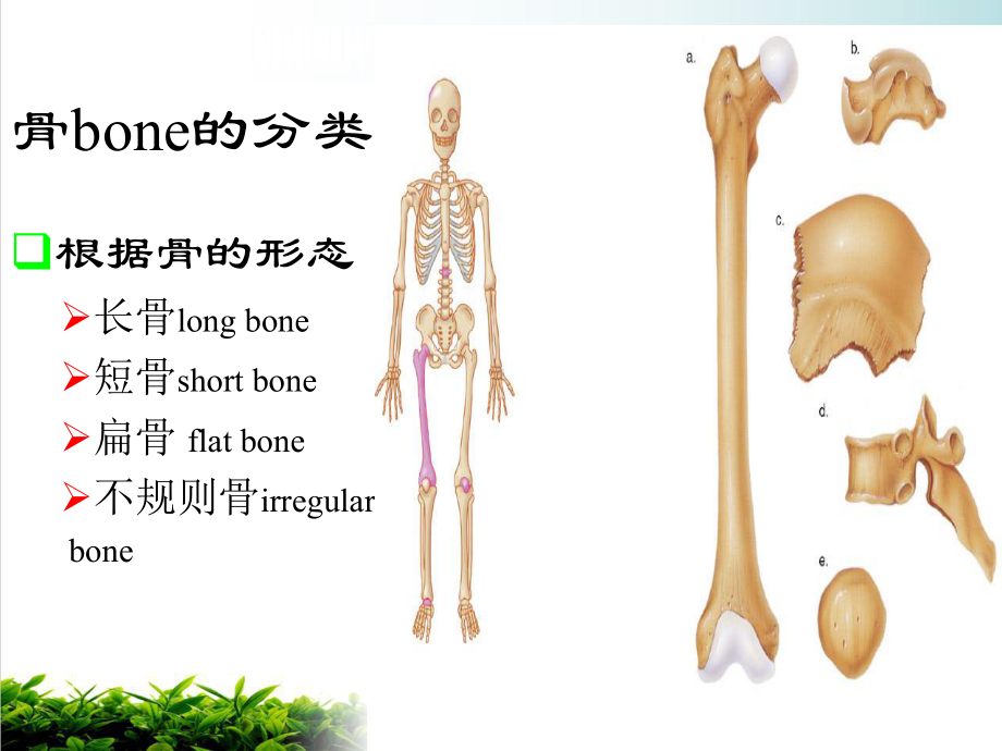 第二篇运动系统常见疾病优质课件.ppt_第3页